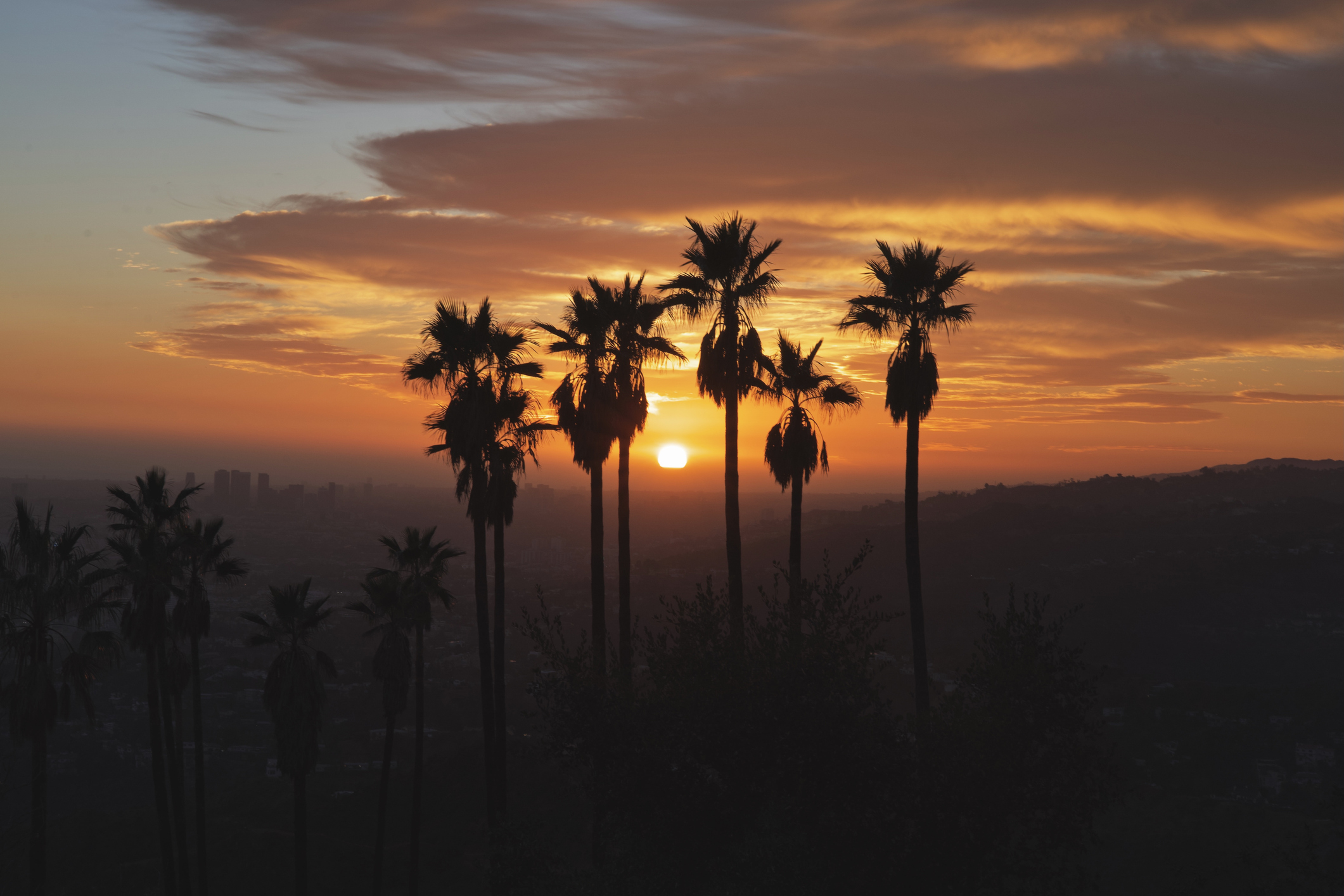 An angry setting sun, as viewed through the tops of palm trees